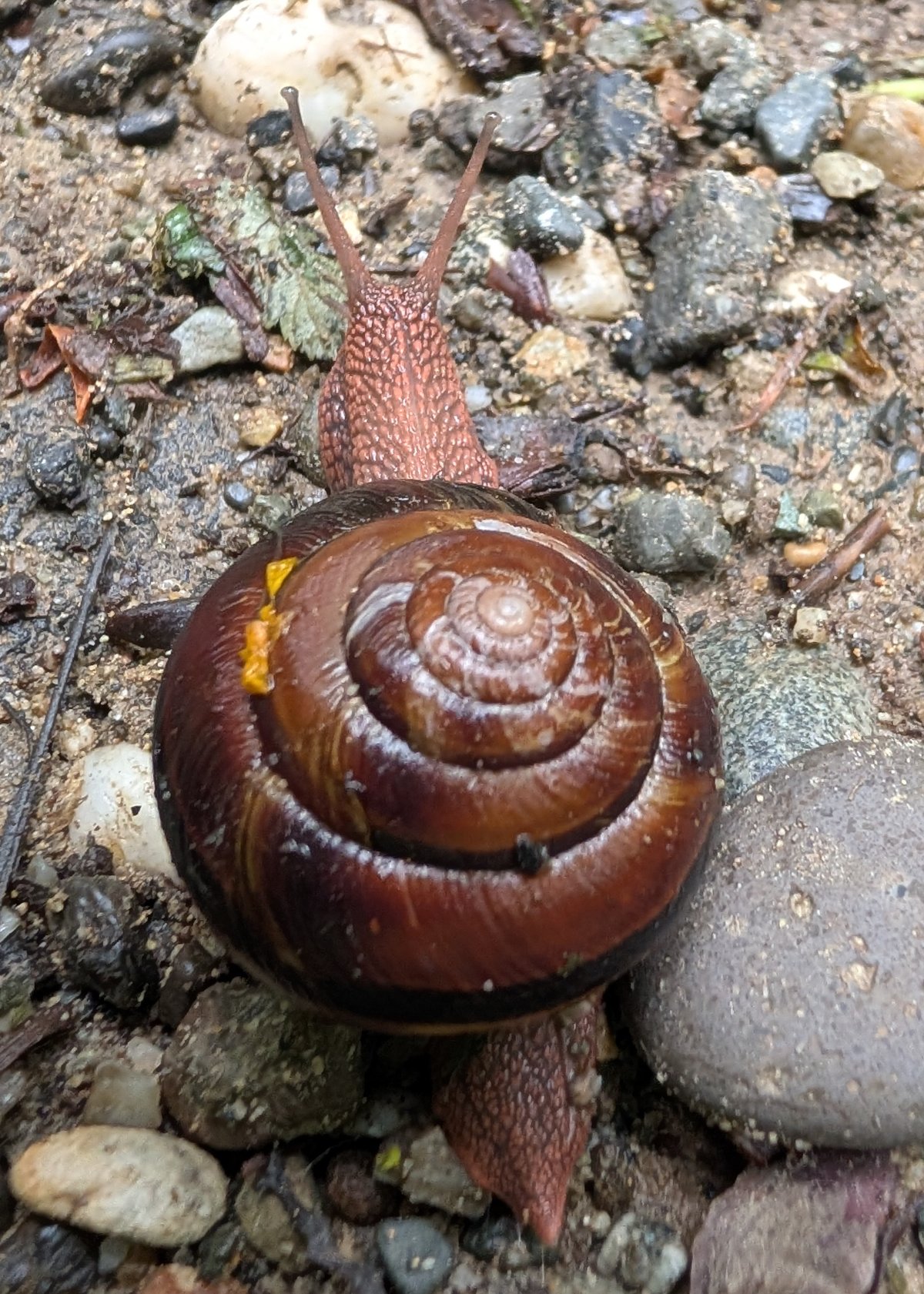 PCT Start mit Verzögerung