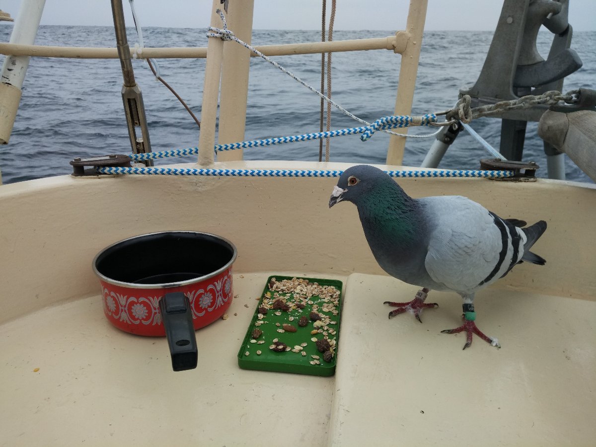 Culatra bis La Coruña – 2. Woche auf See