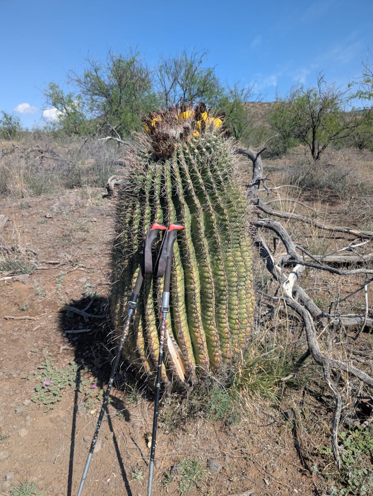 Patagonia bis Tucson