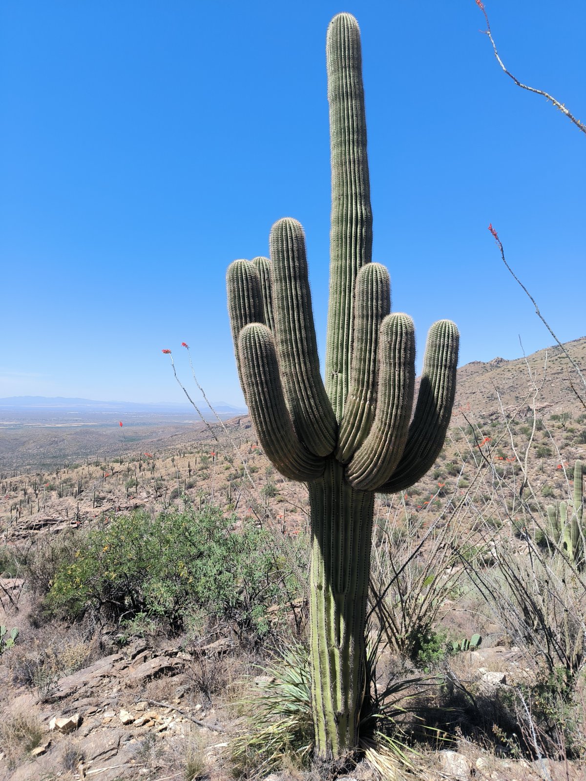 Saguaro National Park bis Summerhaven