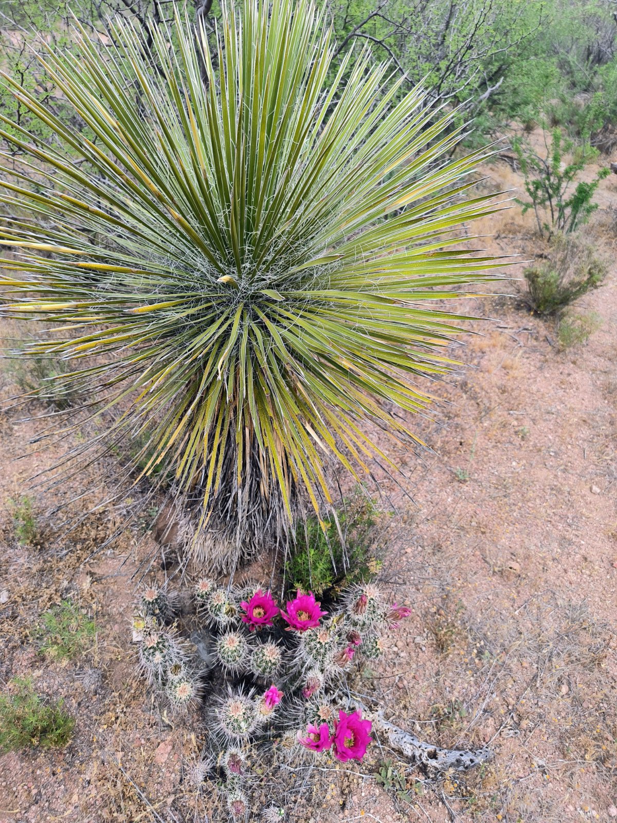 Summerhaven bis Kearny