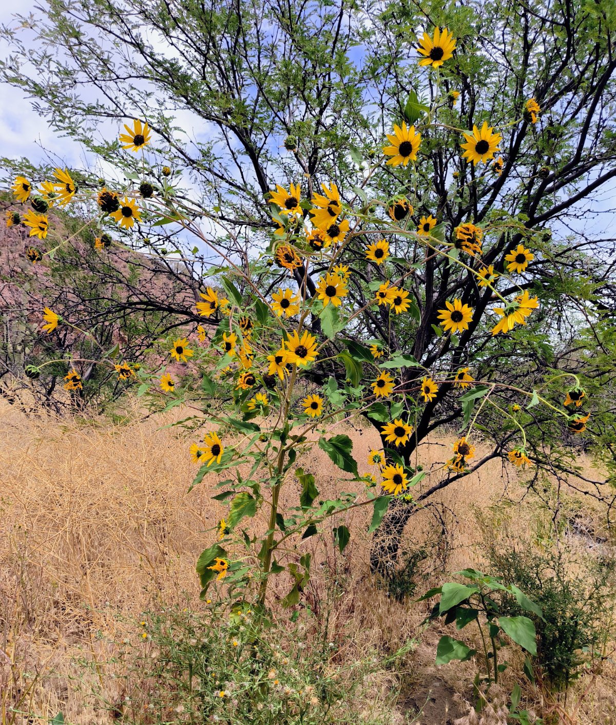 Roosevelt Lake bis Polk Spring