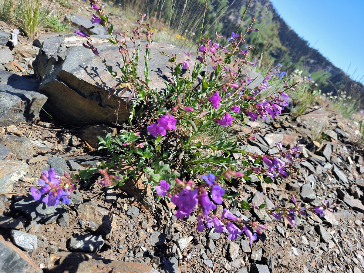 PCT 2. Woche bis Etna