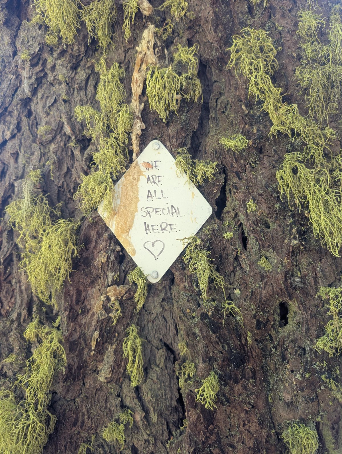 Pacific Crest Trail zweite Etappe 2026