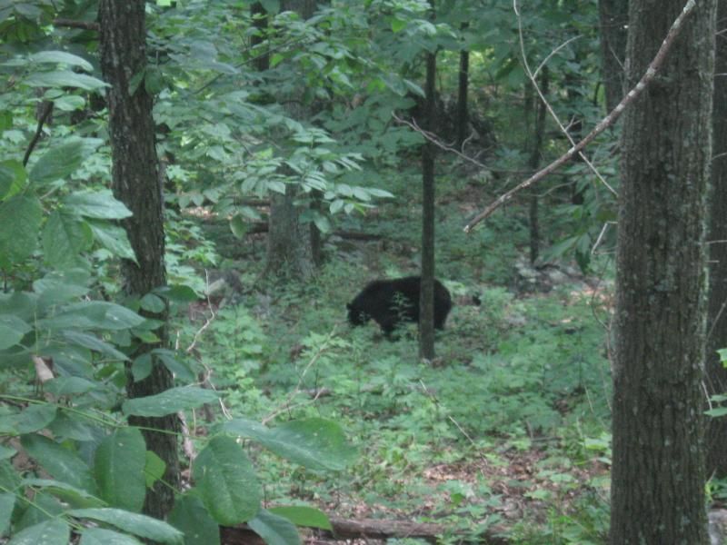 Shenandoah 21.06 – 26.06.2012