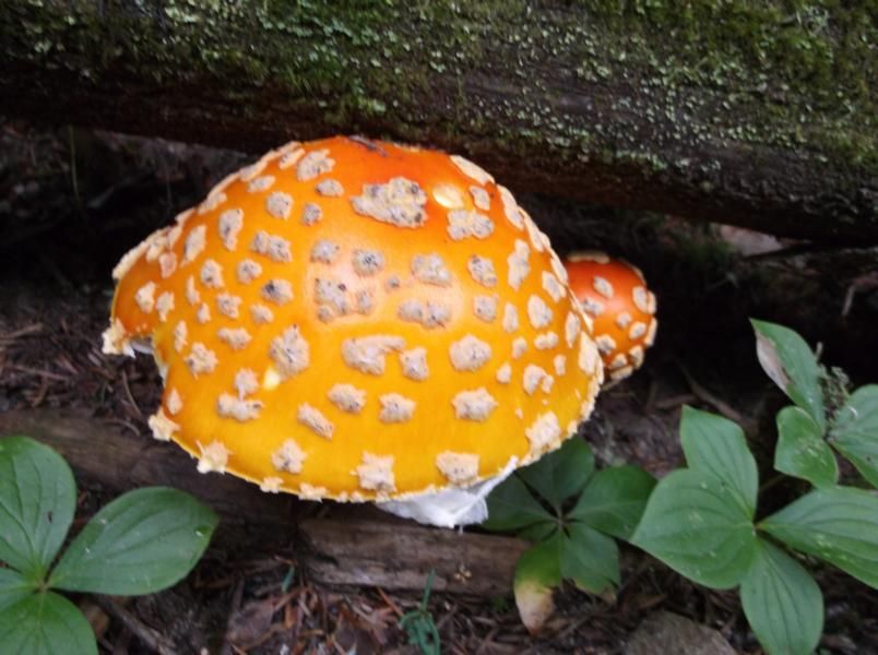 New York, Connecticut, Massachussetts, Vermont 27.07 – 24.08.2012