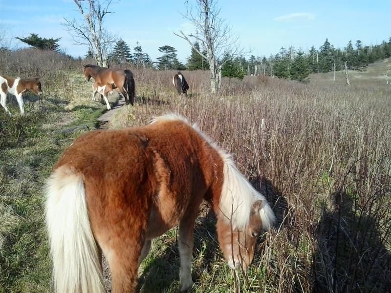 Damascus bis Pearisburg