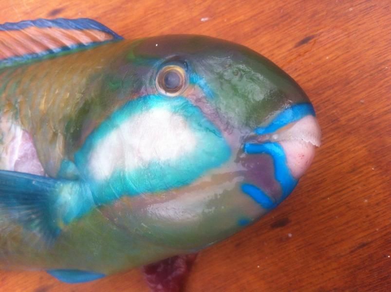 Nadi und Lautoka – City 08.09 – 14.09.2016