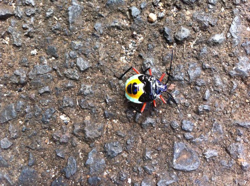 Moorea-Raiatea/Taha’a-Tonga-Whangarei Neuseeland 07.08.2015 bis 03.11.2015