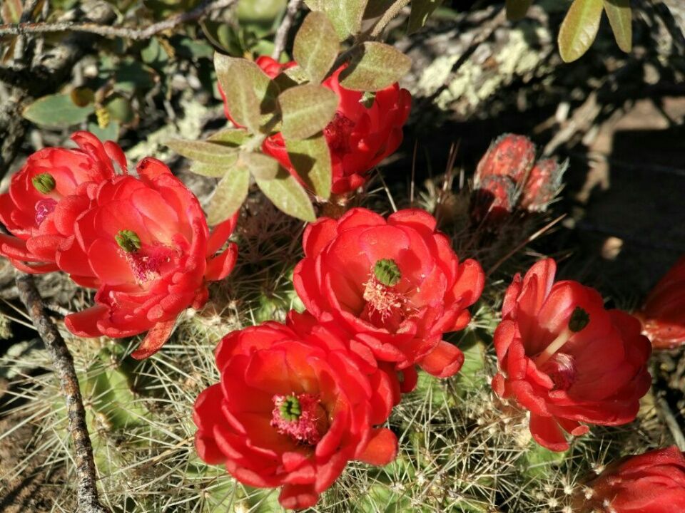 Doc Campbell's bis Pie Town 03.05. – 12.05.2017