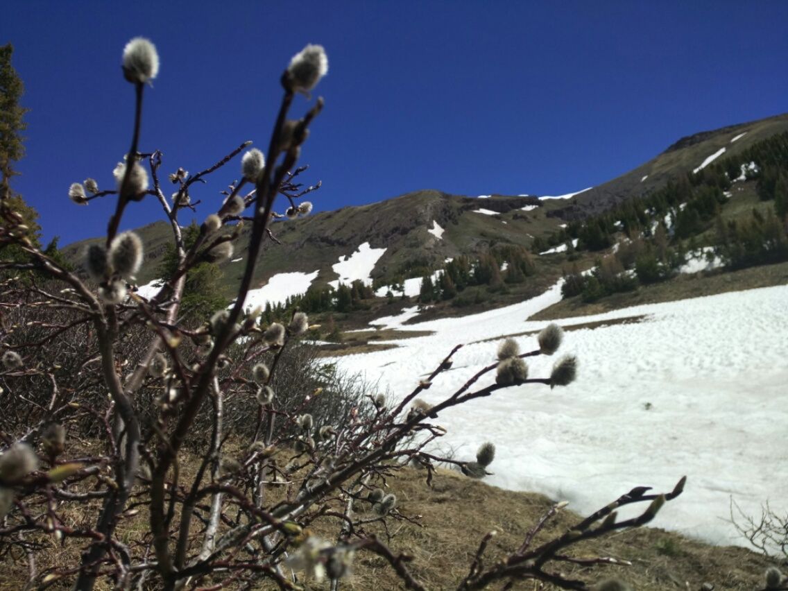 Cumbres Pass bis Pagosa Springs  10.06. – 15.06.2017