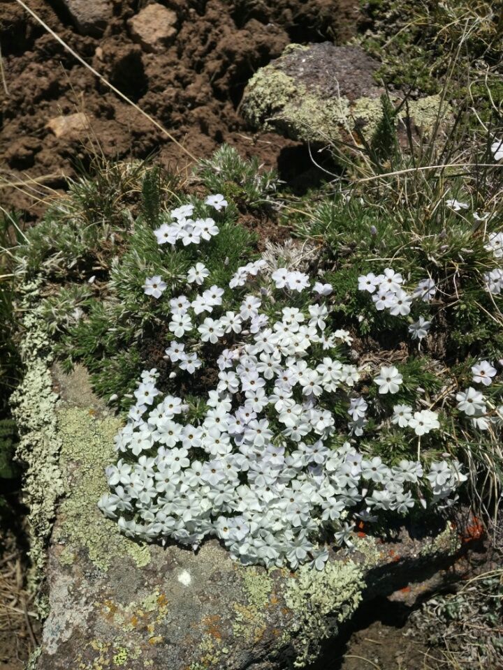 Pagosa Springs bis Creede  18.06. – 21.06.2017