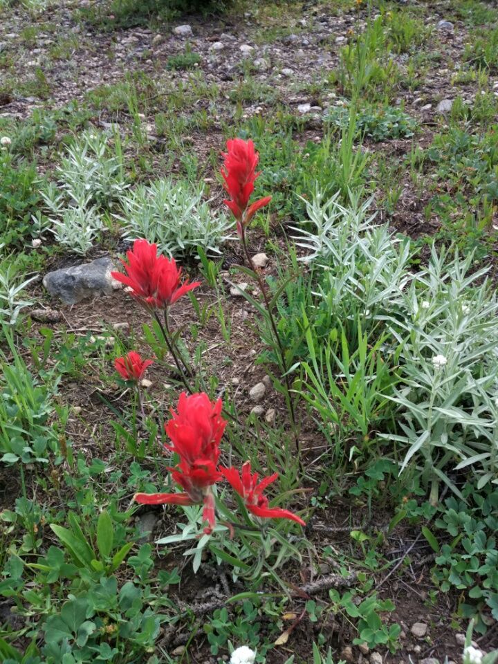 Grand Lake bis Highway 40 – Steamboat Springs  30.07. – 03.08.2017