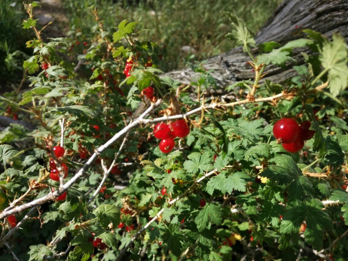 Atlantic City bis Pinedale  23.08. – 29.08.2017