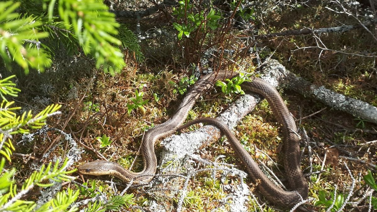 AT 5. Woche Stratton – Monson / Maine