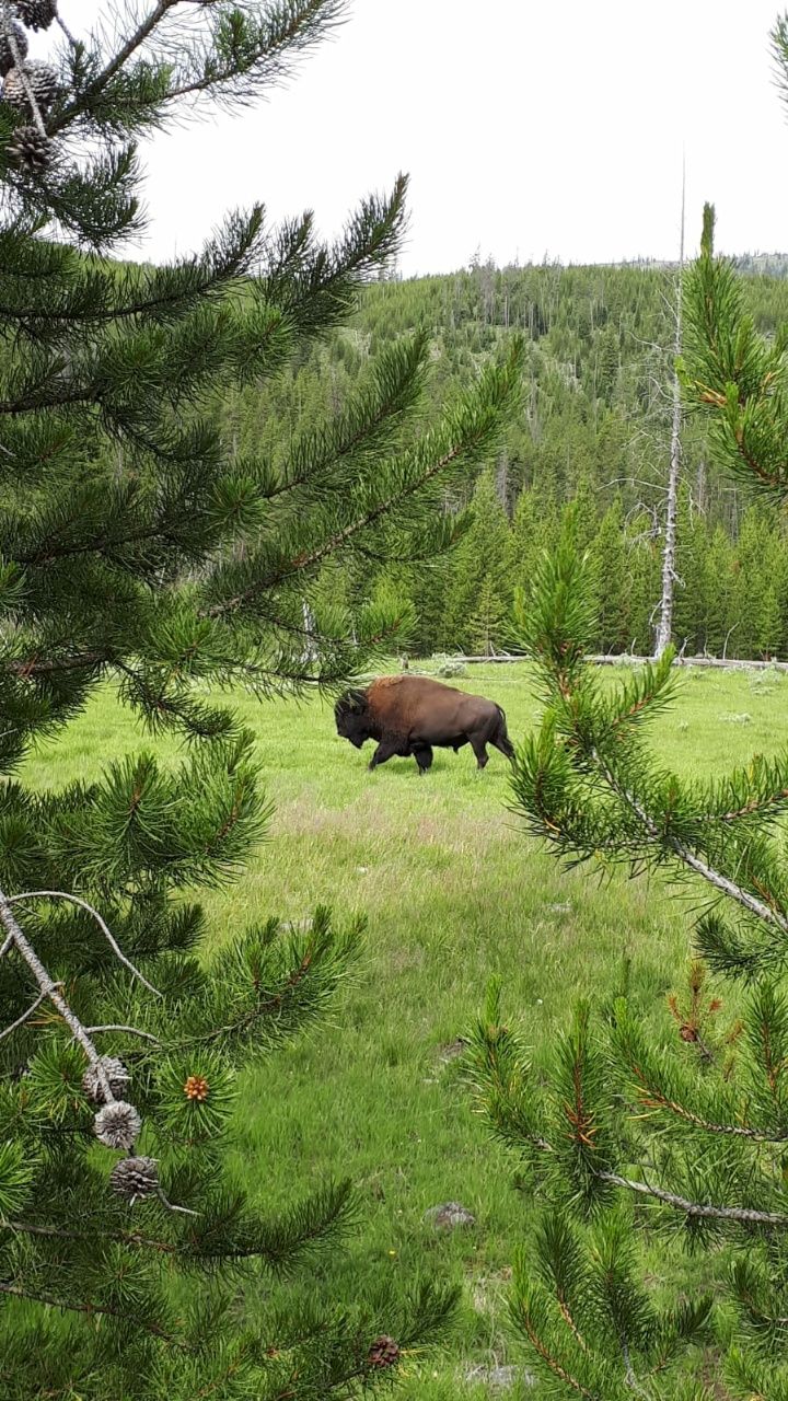 CDT – Yellowstone National Park