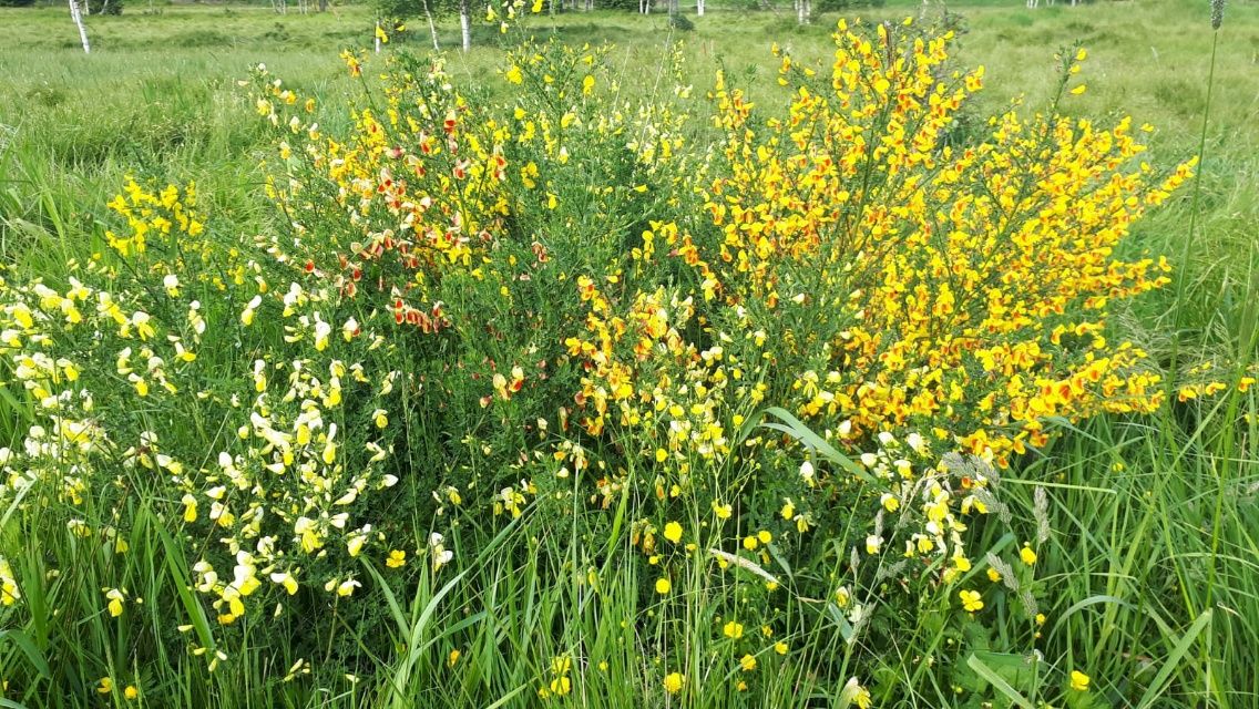 Kammweg Erzgebirge/Vogtland 2. Woche