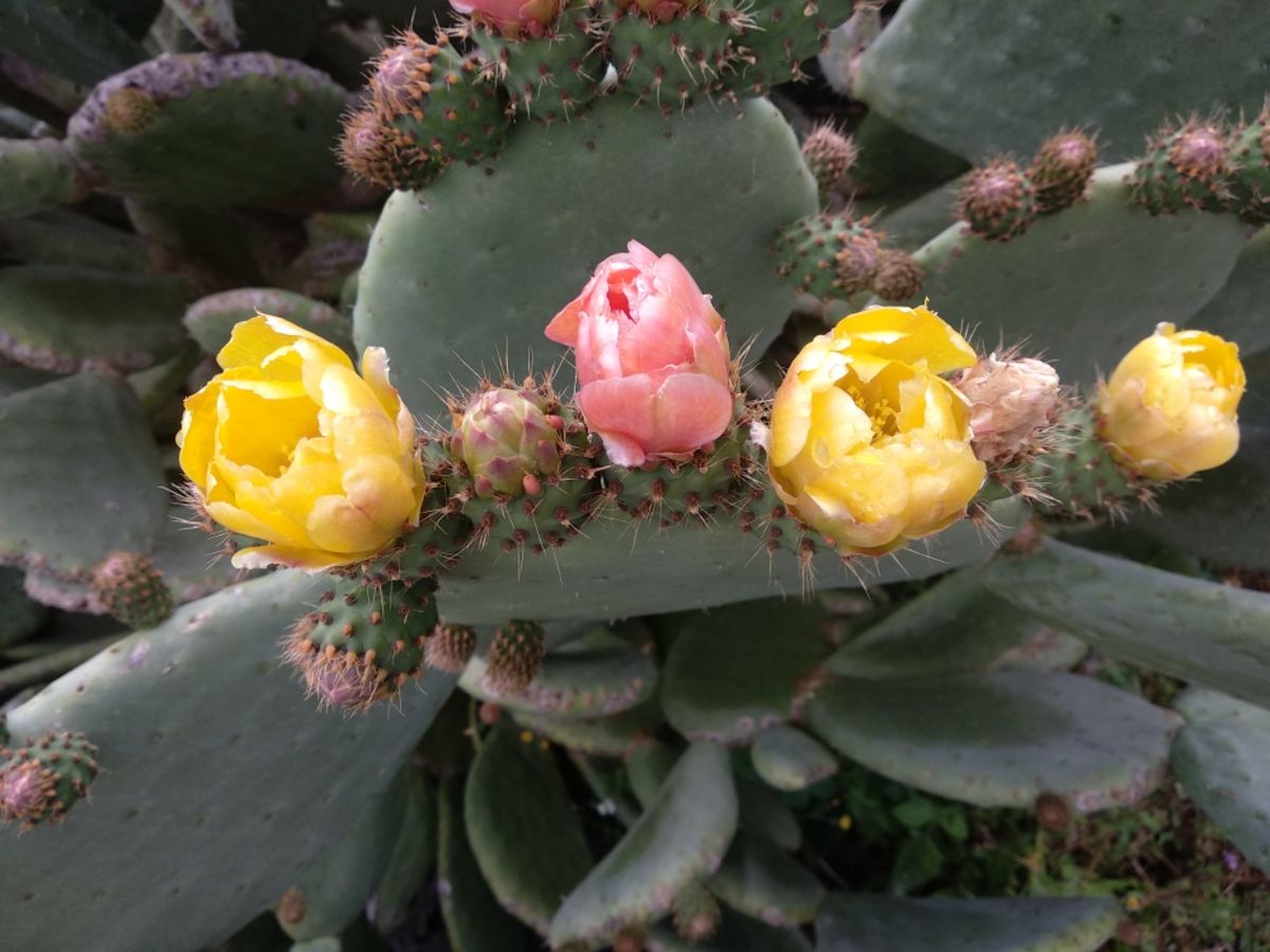 Abschied von La Restinga