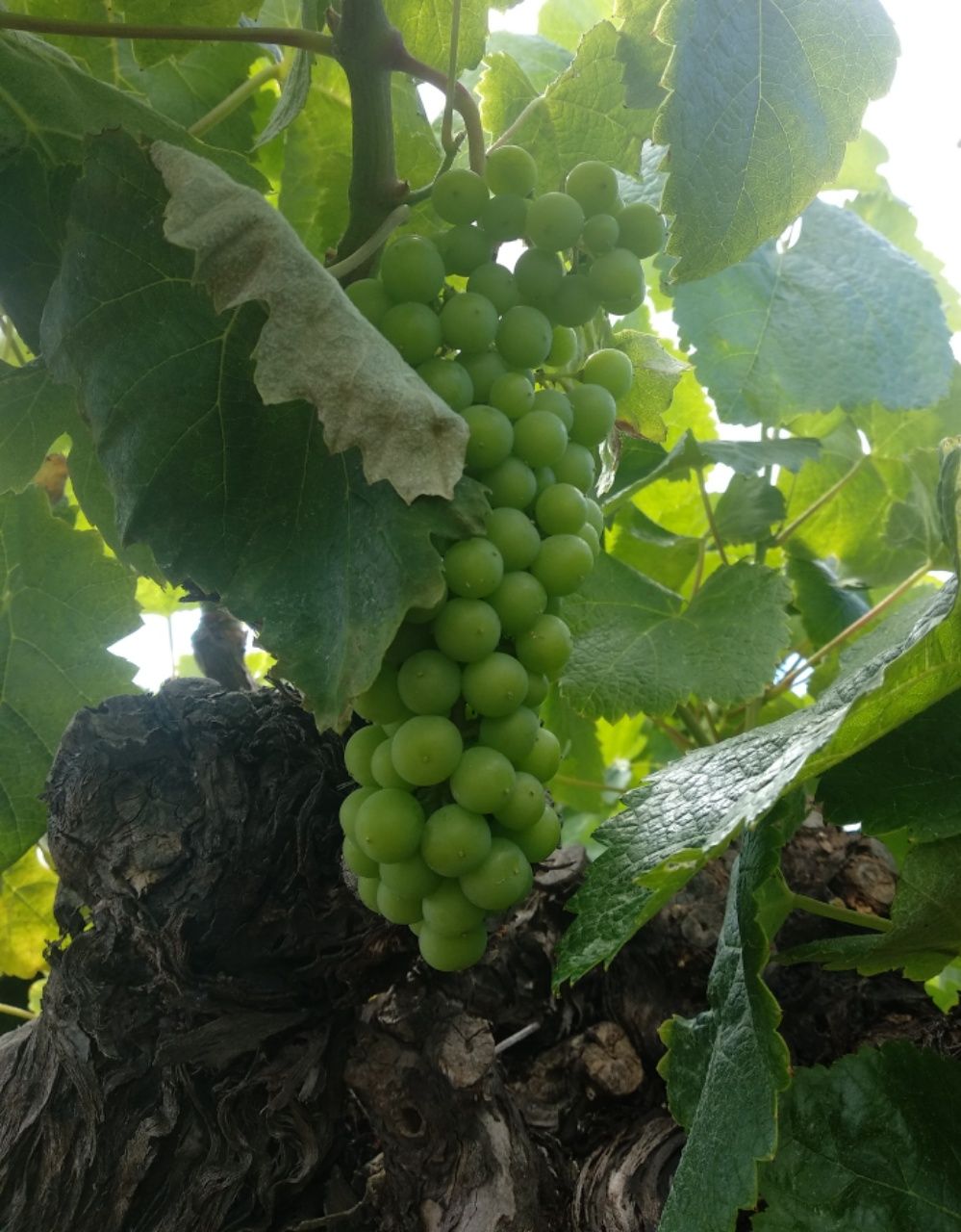 La Palma 2. Woche bis 23.06.2021