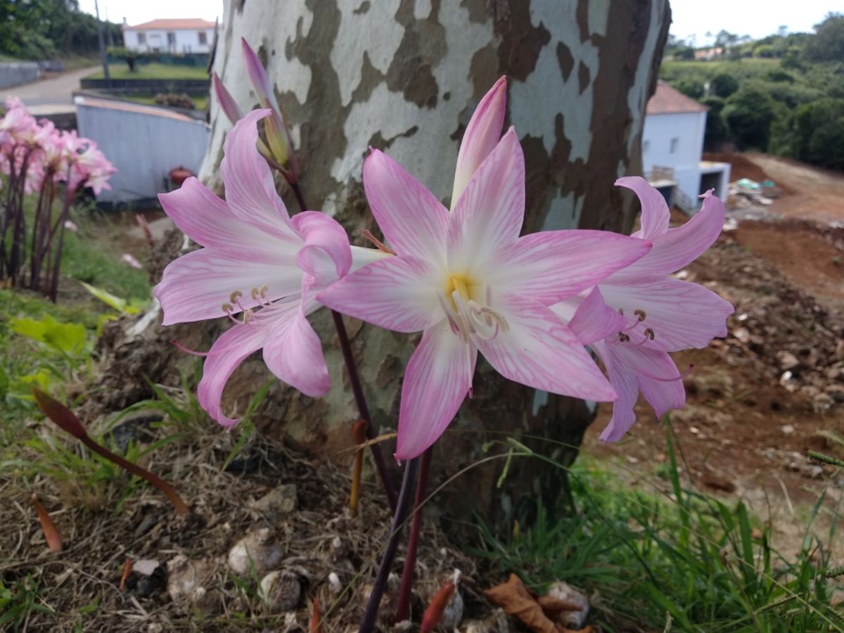 Santa Maria / Azoren bis 11.09.2021