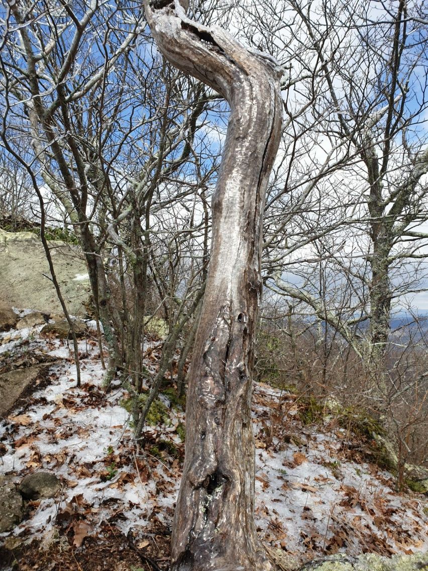 Waynesboro bis Glasgow