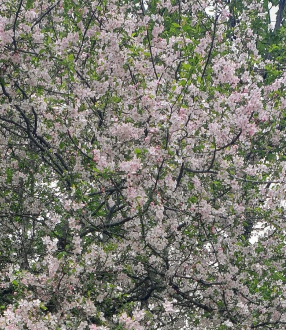 Pearisburg bis Atkins