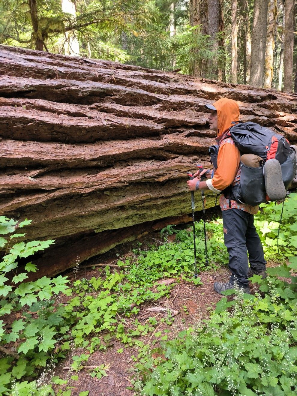 Grünzeug bis zum Hals und Baum-Mikado