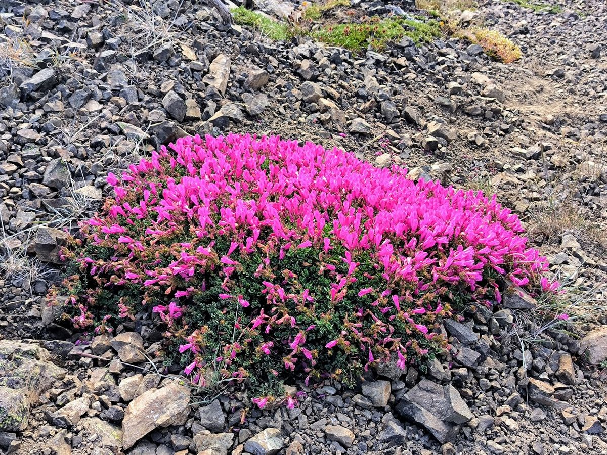 Snoqualmie Pass bis White Pass